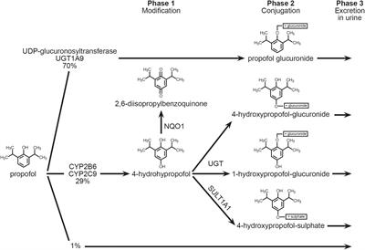 Clinical Importance of Potential Genetic Determinants Affecting Propofol Pharmacokinetics and Pharmacodynamics